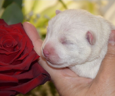de Terre Indigo - West Highland White Terrier - Portée née le 11/03/2024