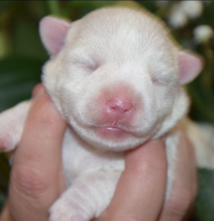 de Terre Indigo - Chiot disponible  - West Highland White Terrier