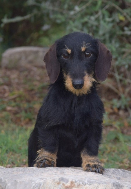 UGOLINA Du Clos Des Bords De Mer