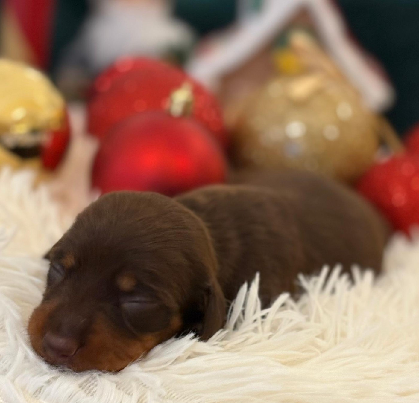 Plusieurs bébés disponibles fin janvier début février 2026