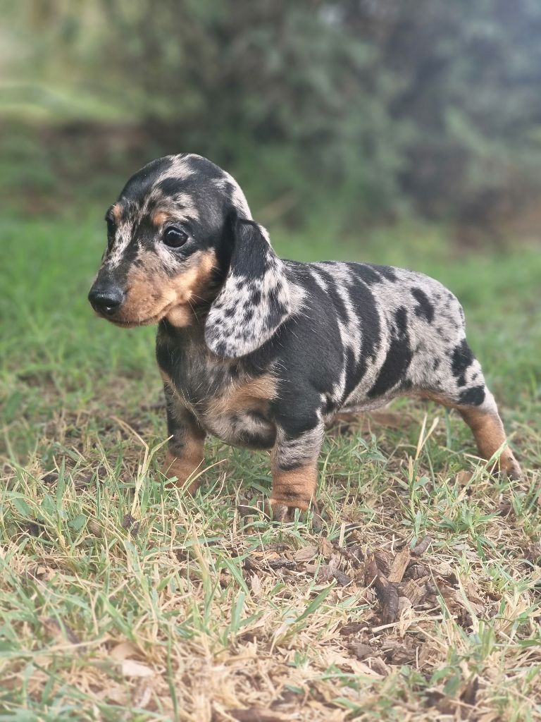 de Terre Indigo - Chiots disponibles - Teckel poil ras
