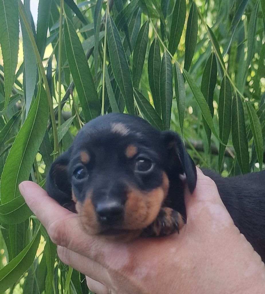 de Terre Indigo - Chiots disponibles - Teckel poil ras