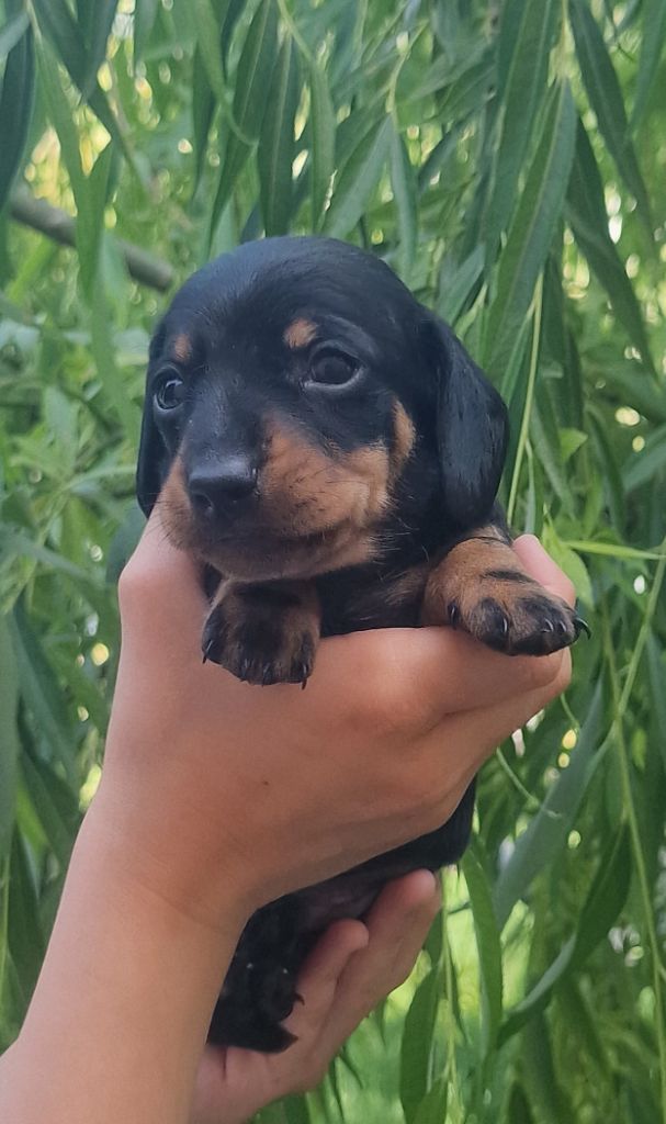 de Terre Indigo - Chiots disponibles - Teckel poil ras