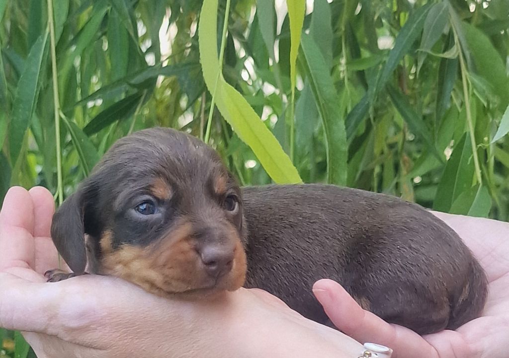 de Terre Indigo - Chiots disponibles - Teckel poil ras