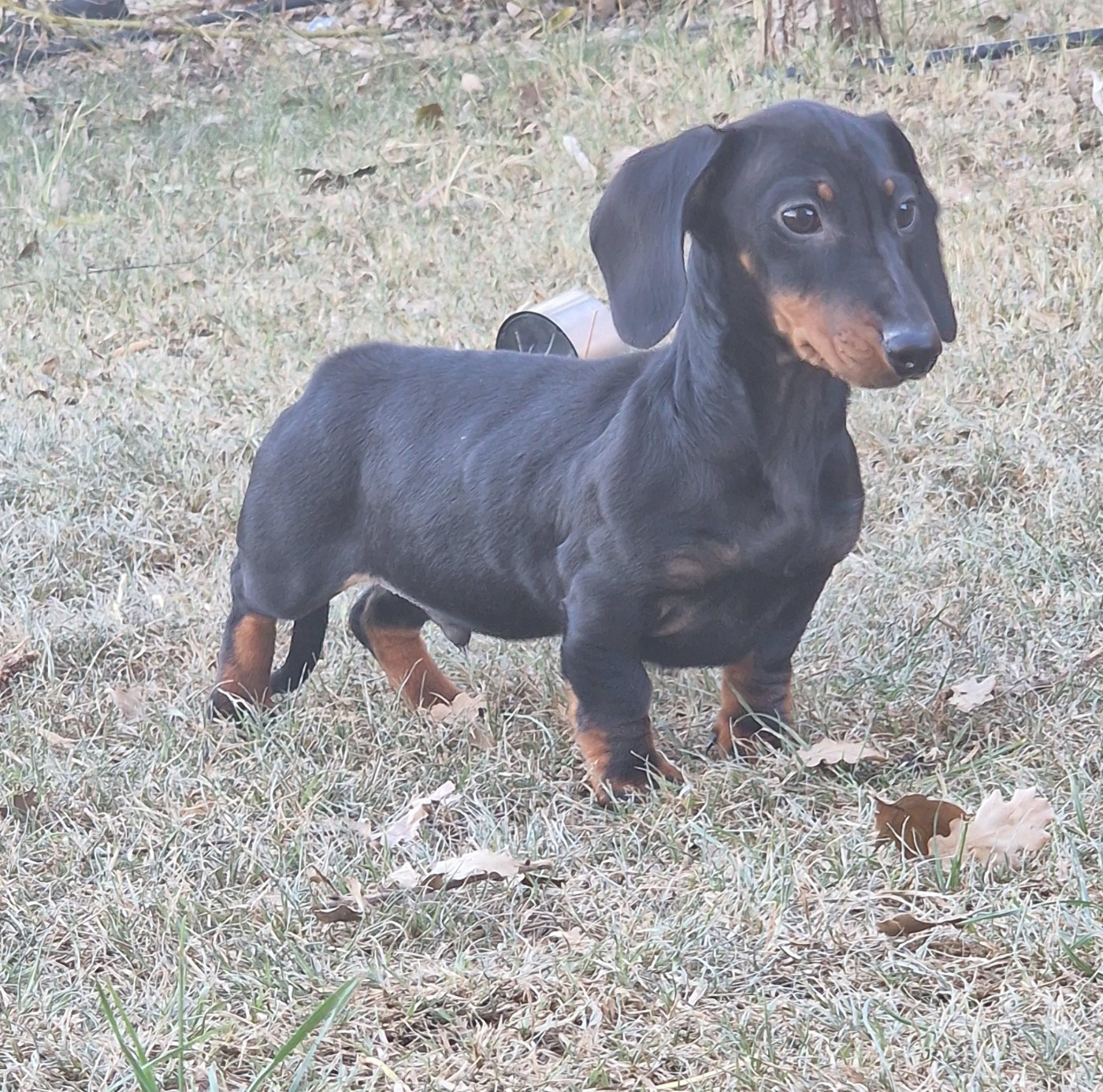 de Terre Indigo - Chiots disponibles - Teckel poil ras