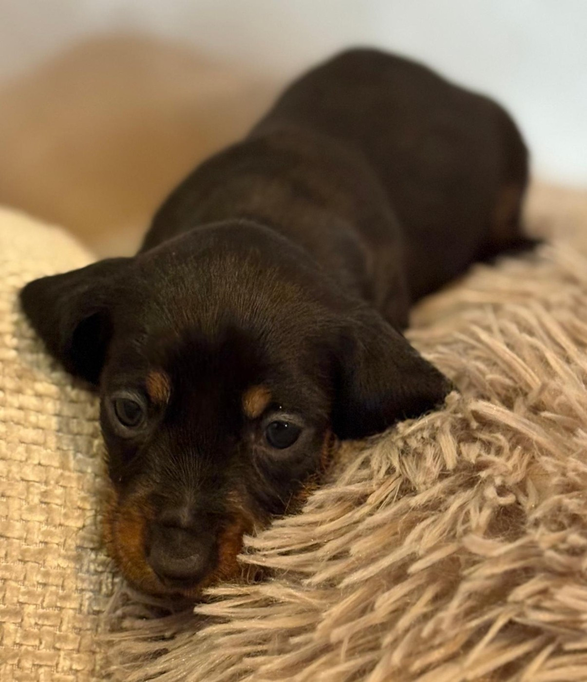 de Terre Indigo - Chiots disponibles - Teckel poil dur