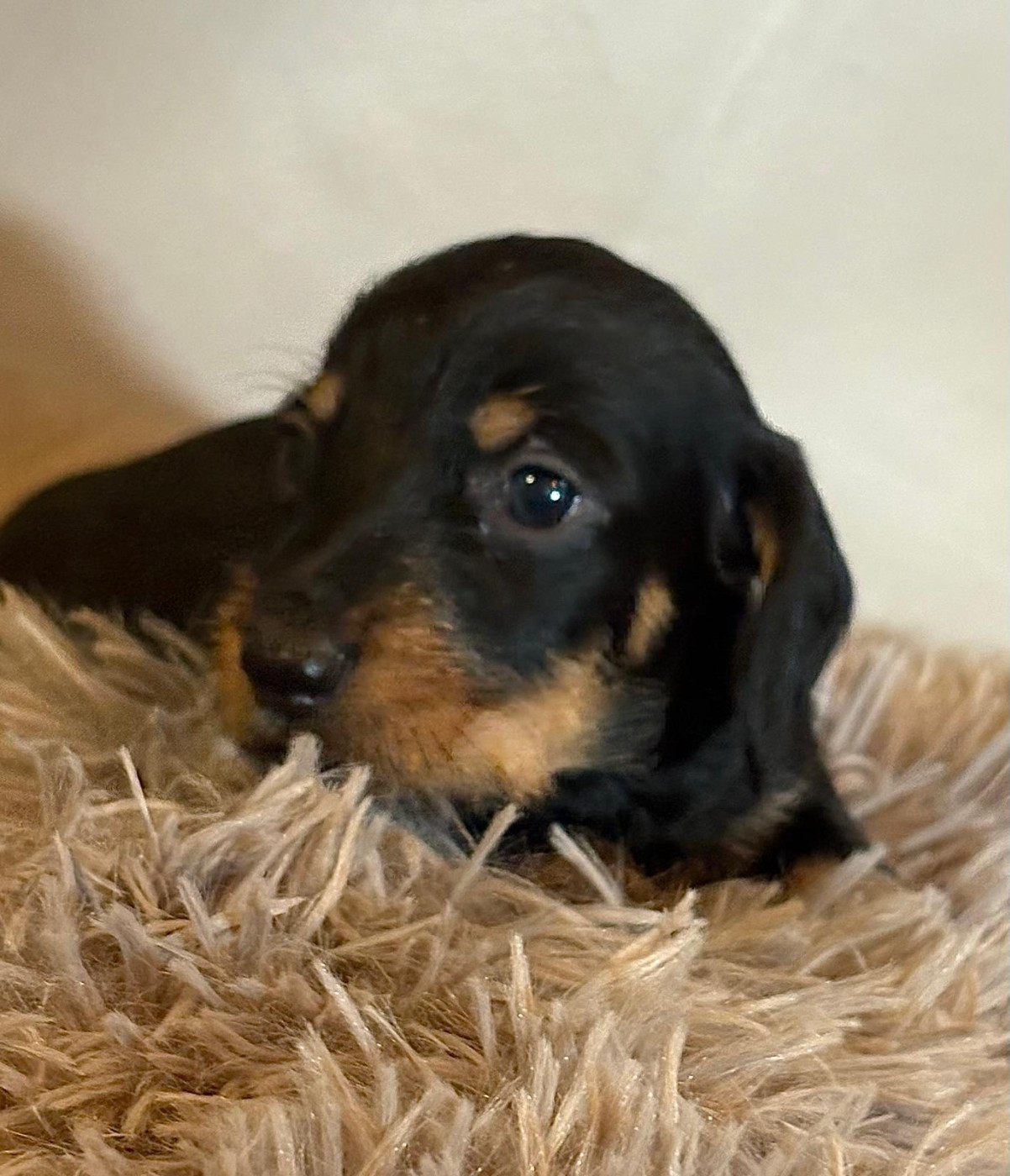 de Terre Indigo - Chiots disponibles - Teckel poil dur