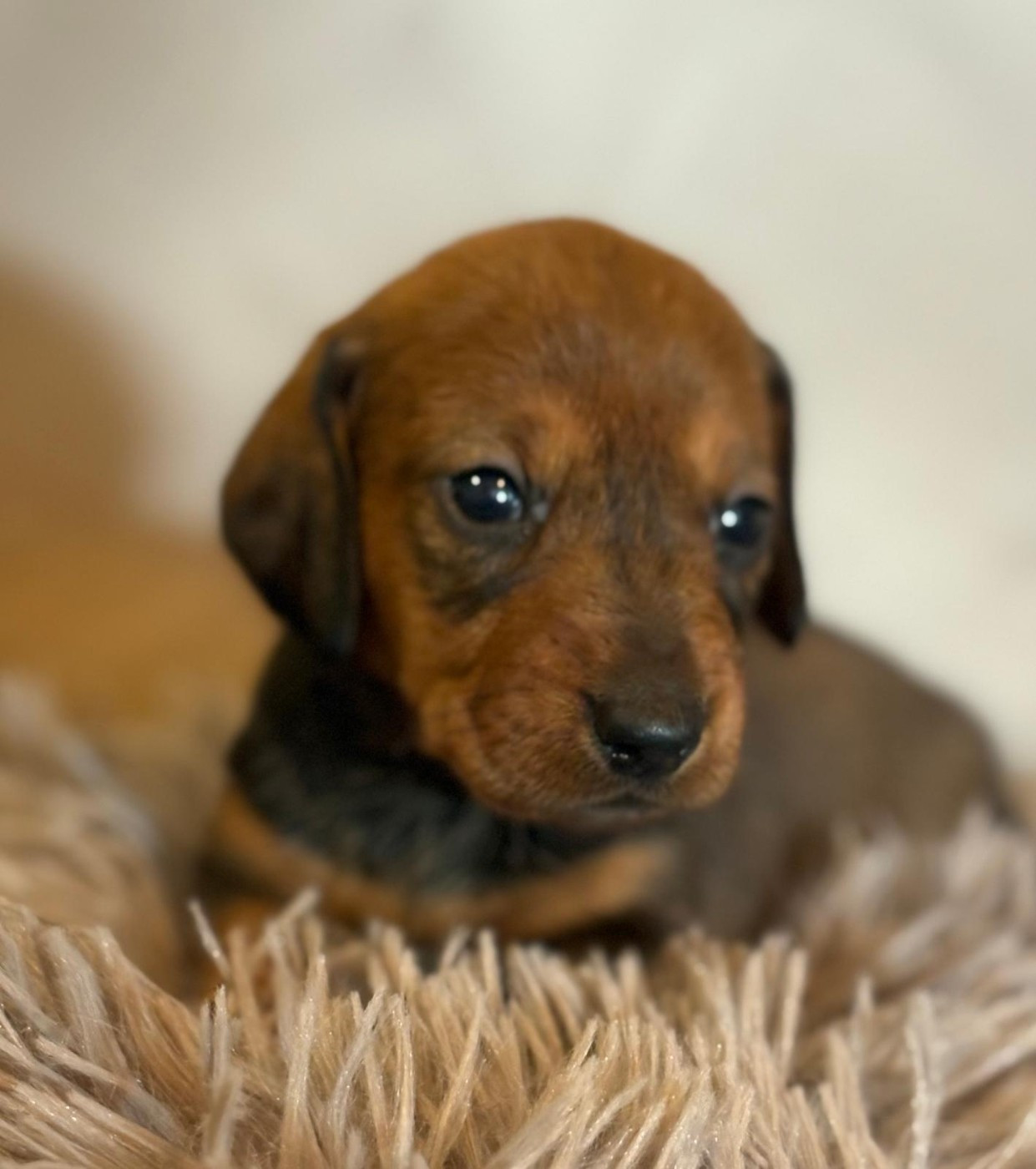 de Terre Indigo - Chiots disponibles - Teckel poil dur