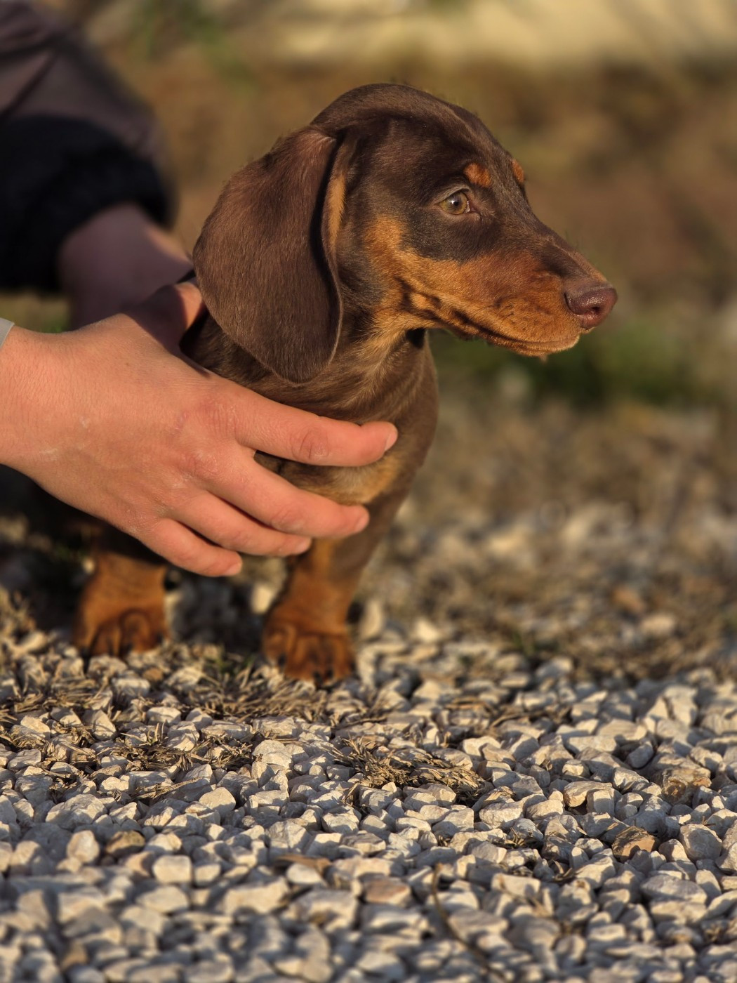 de Terre Indigo - Chiots disponibles - Teckel poil ras