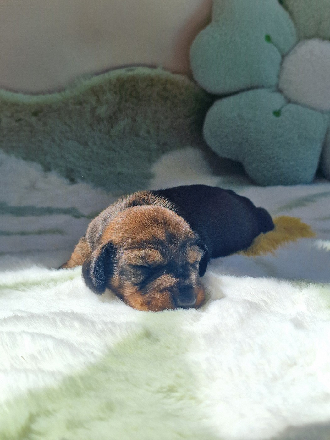 de Terre Indigo - Chiots disponibles - Teckel poil dur