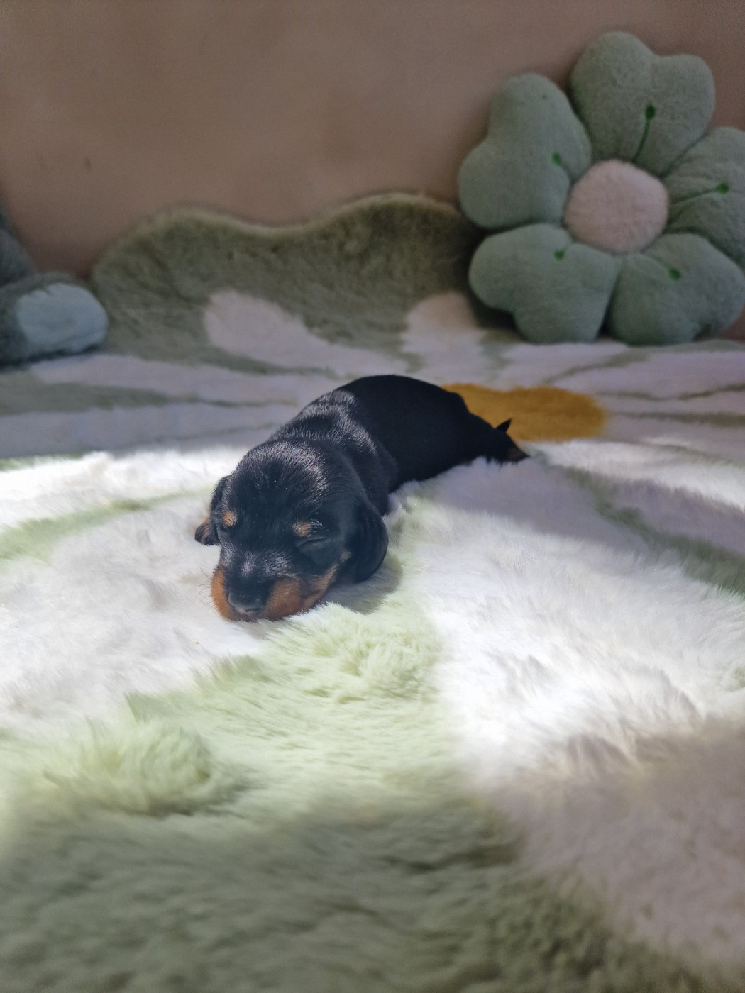 de Terre Indigo - Chiots disponibles - Teckel poil dur