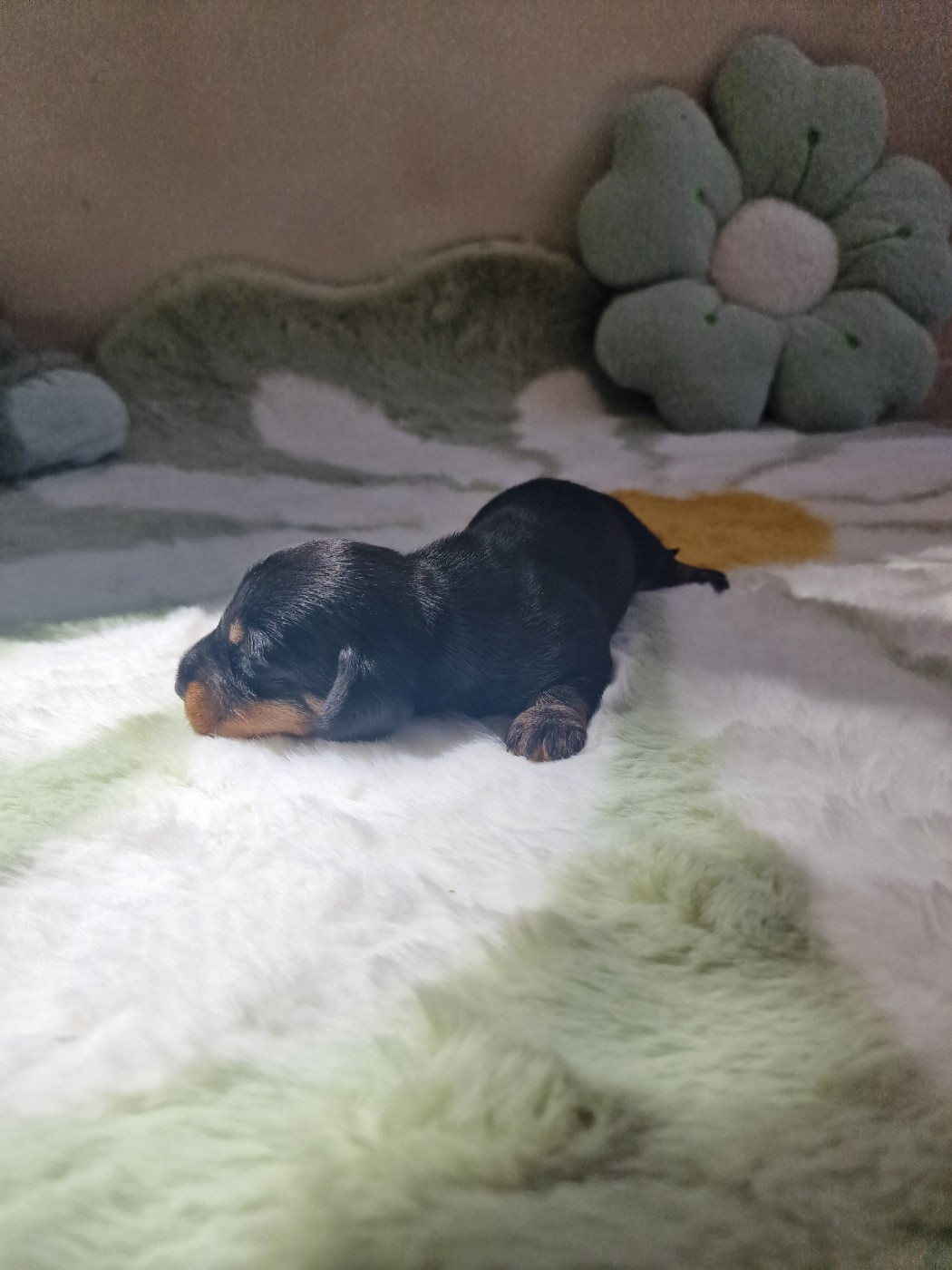 de Terre Indigo - Chiots disponibles - Teckel poil dur