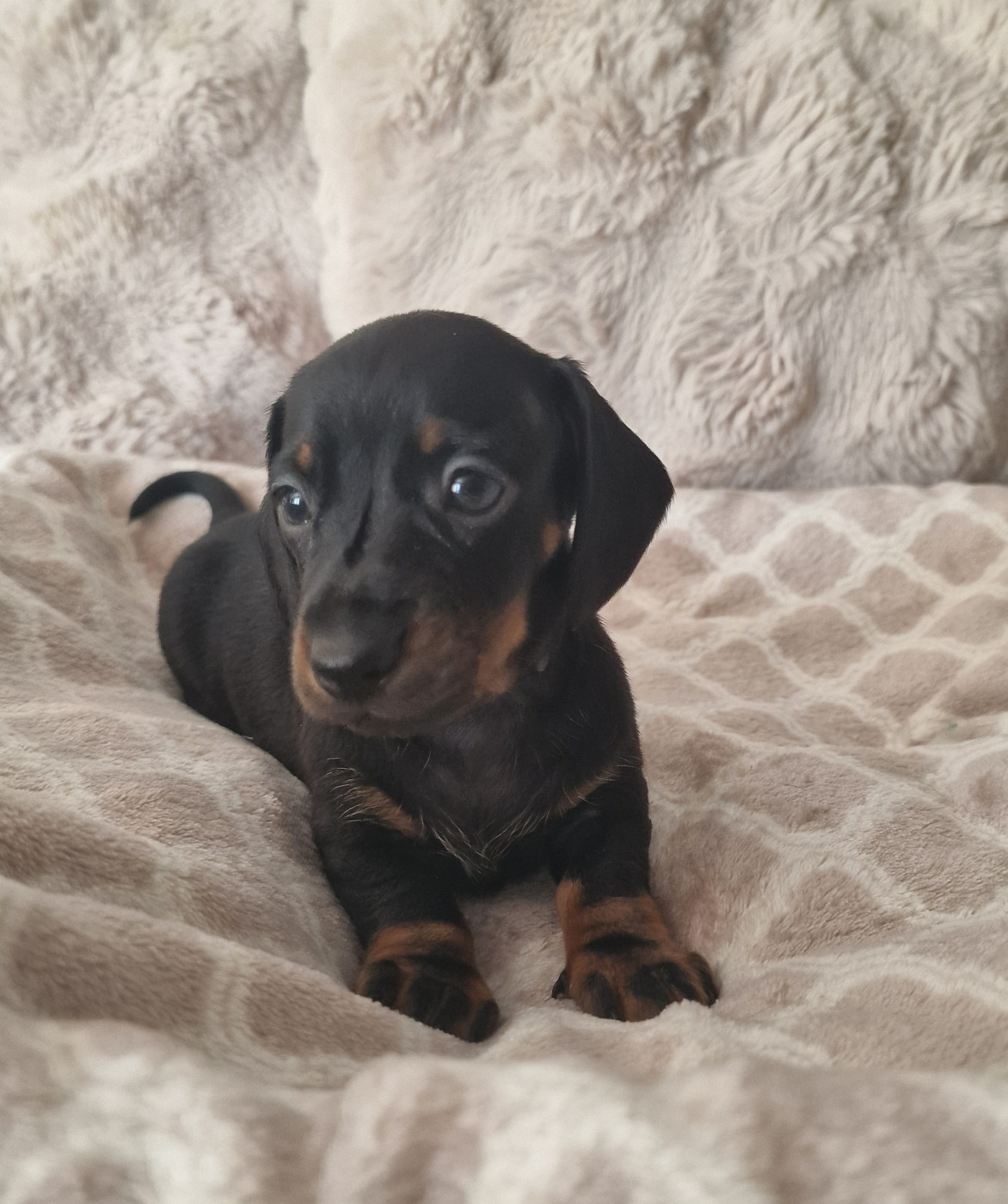 de Terre Indigo - Chiots disponibles - Teckel poil ras