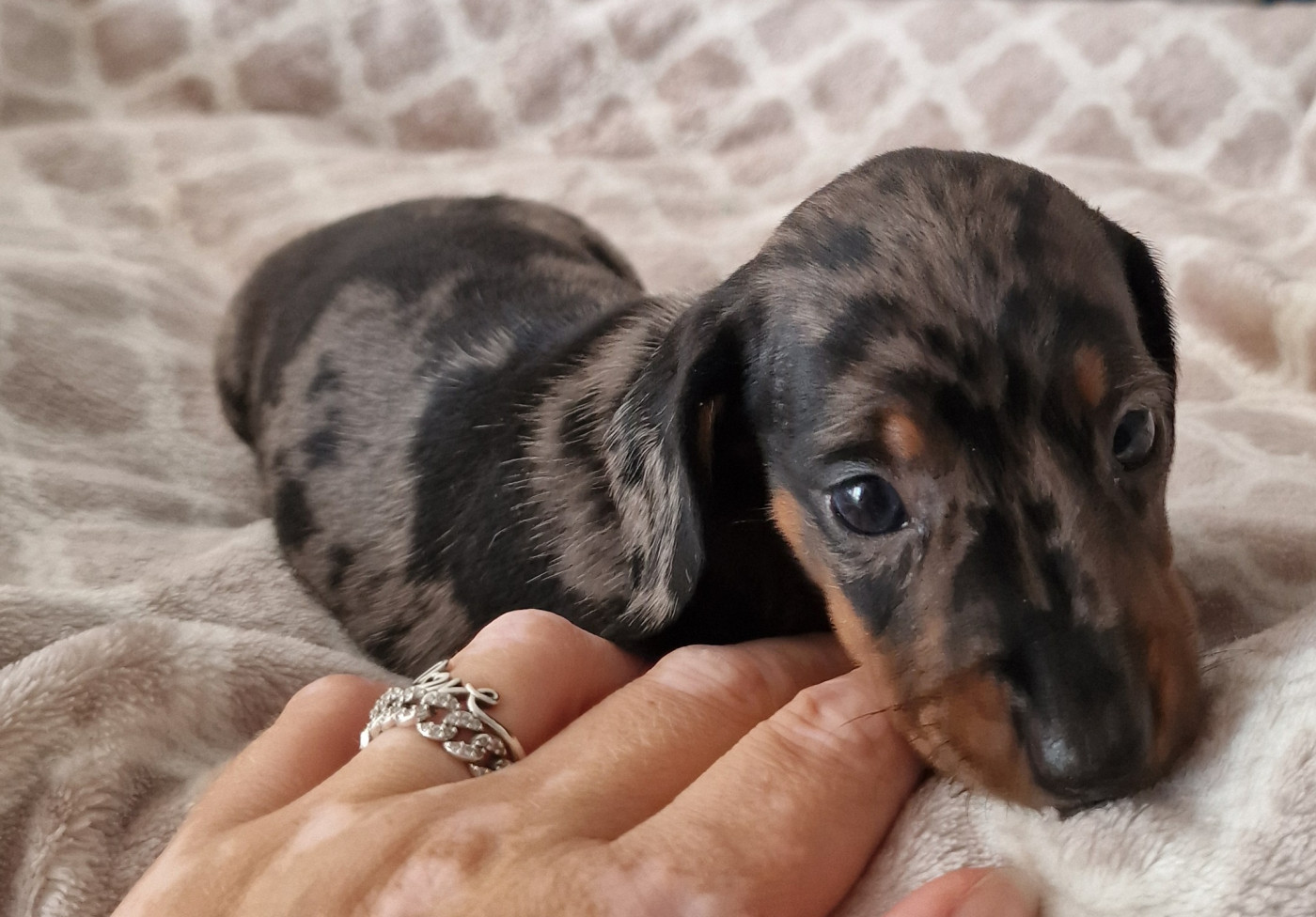 de Terre Indigo - Chiots disponibles - Teckel poil ras