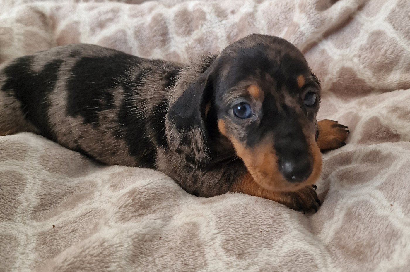 de Terre Indigo - Chiots disponibles - Teckel poil ras