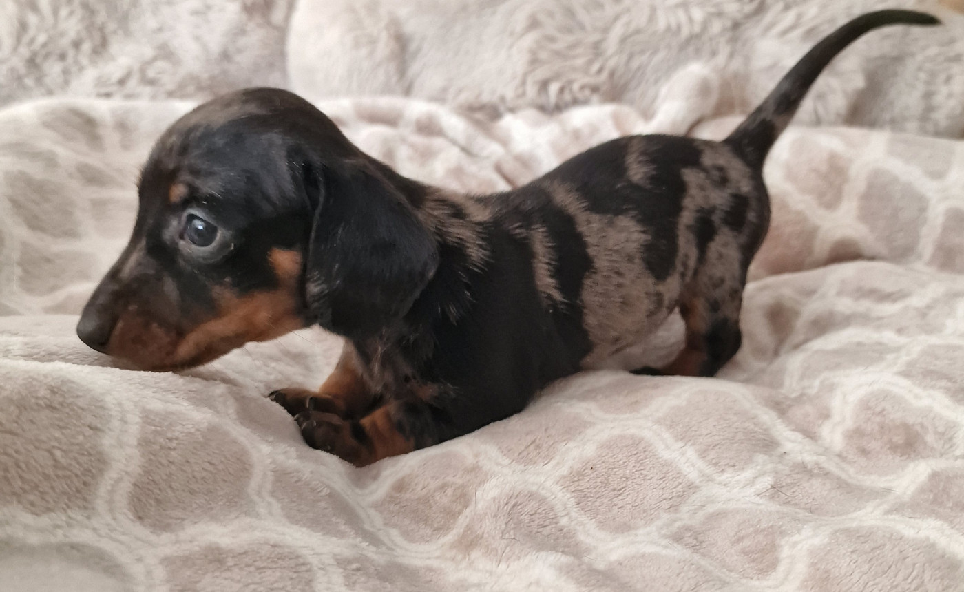 de Terre Indigo - Chiots disponibles - Teckel poil ras
