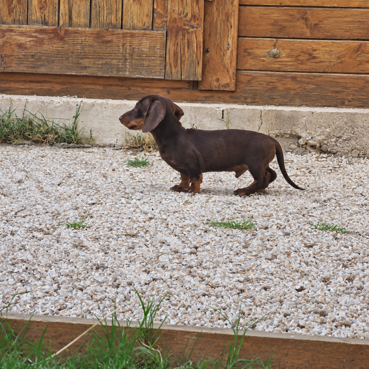 de Terre Indigo - Chiots disponibles - Teckel poil ras