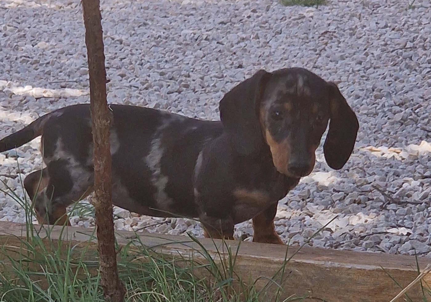 de Terre Indigo - Chiots disponibles - Teckel poil ras
