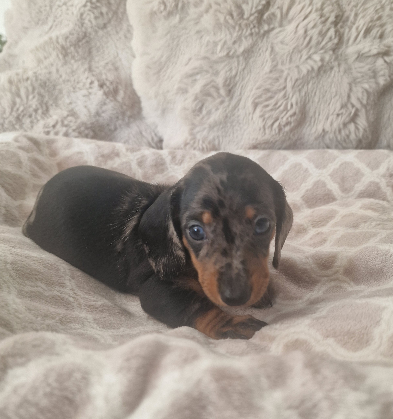 de Terre Indigo - Chiots disponibles - Teckel poil ras