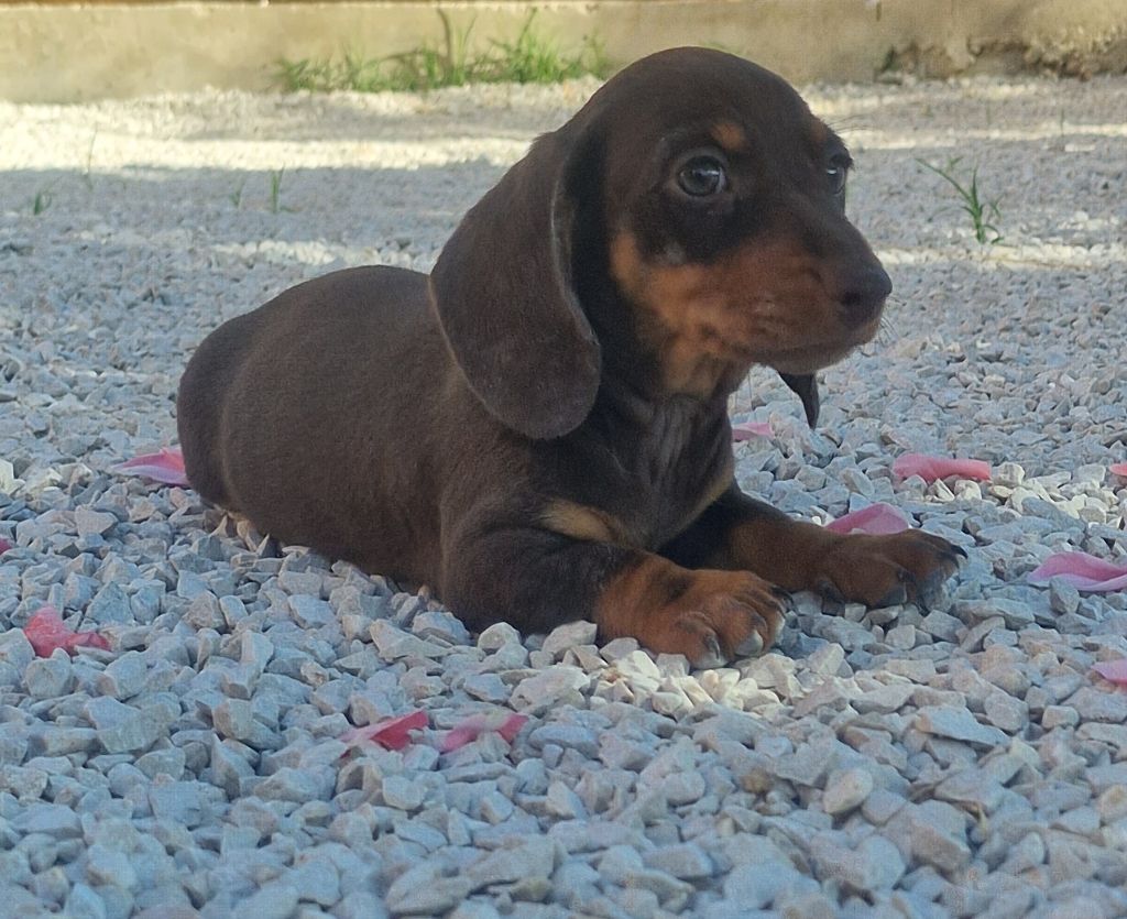 de Terre Indigo - Chiots disponibles - Teckel poil ras