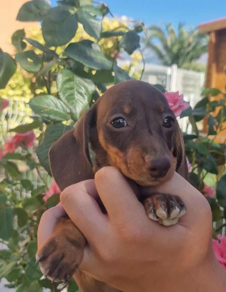 de Terre Indigo - Chiots disponibles - Teckel poil ras