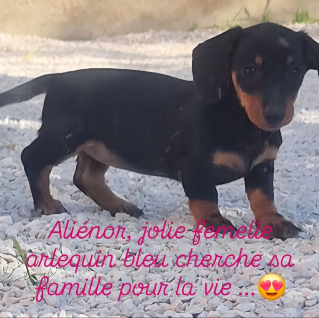 de Terre Indigo - Chiots disponibles - Teckel poil ras