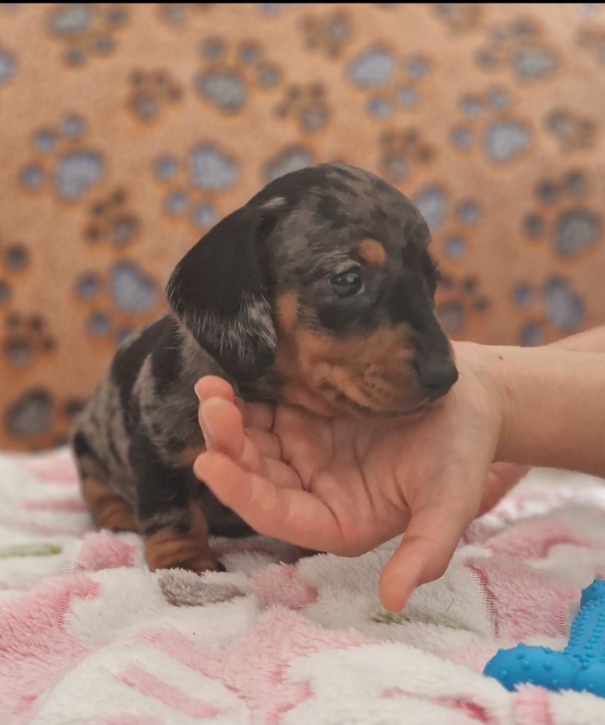 de Terre Indigo - Chiots disponibles - Teckel poil ras