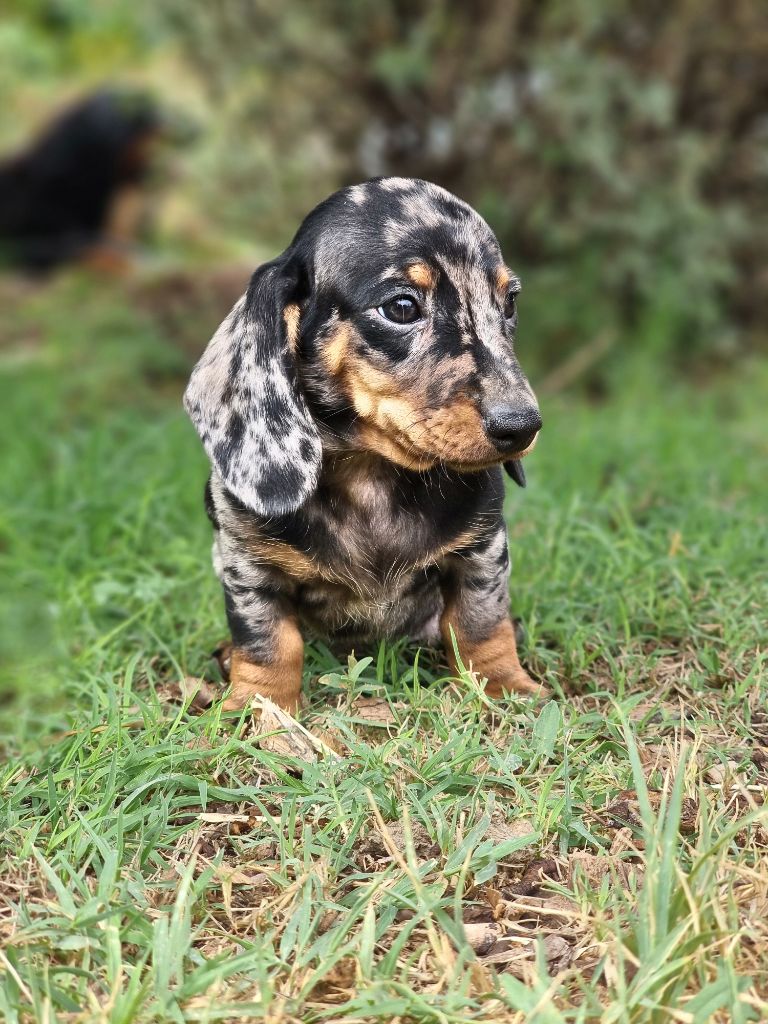 de Terre Indigo - Chiots disponibles - Teckel poil ras