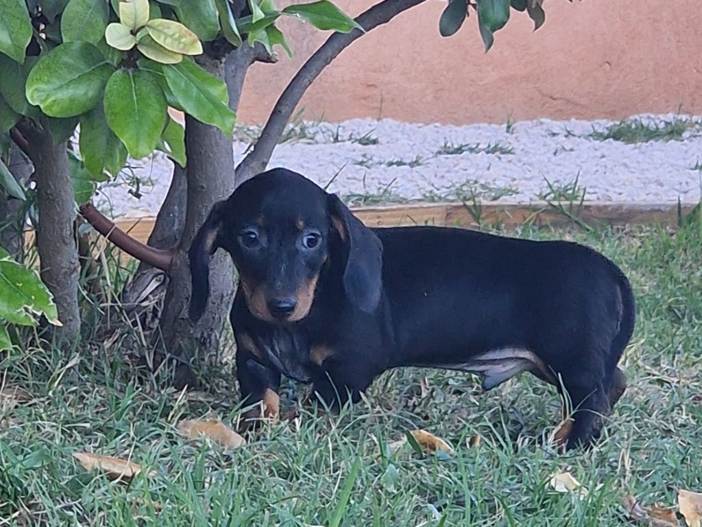 de Terre Indigo - Chiots disponibles - Teckel poil ras