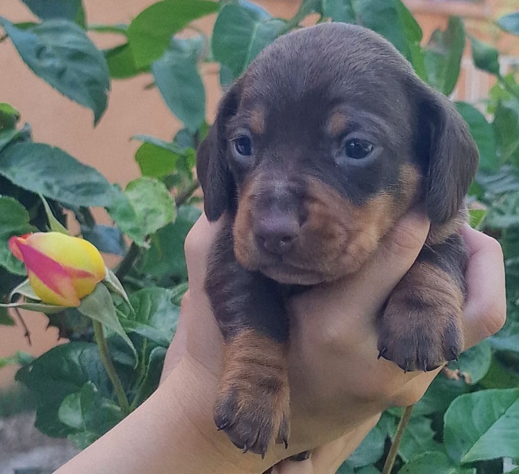 de Terre Indigo - Chiots disponibles - Teckel poil ras