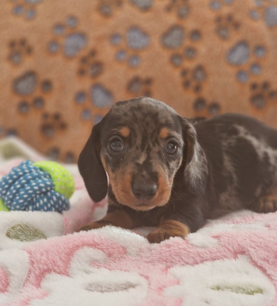 de Terre Indigo - Chiots disponibles - Teckel poil ras