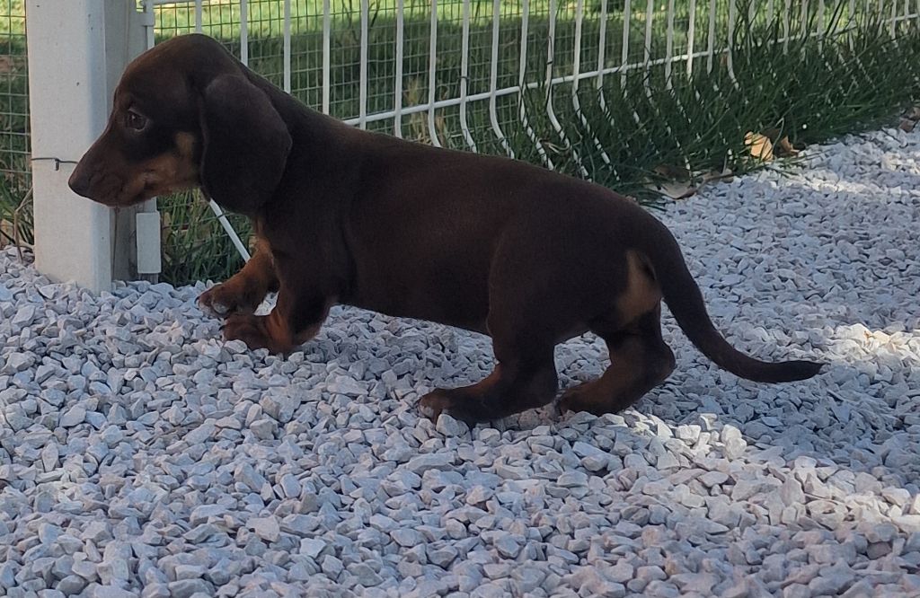de Terre Indigo - Chiots disponibles - Teckel poil ras