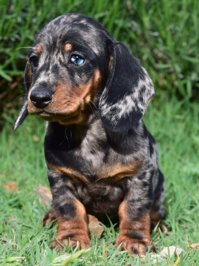 de Terre Indigo - Chiots disponibles - Teckel poil ras