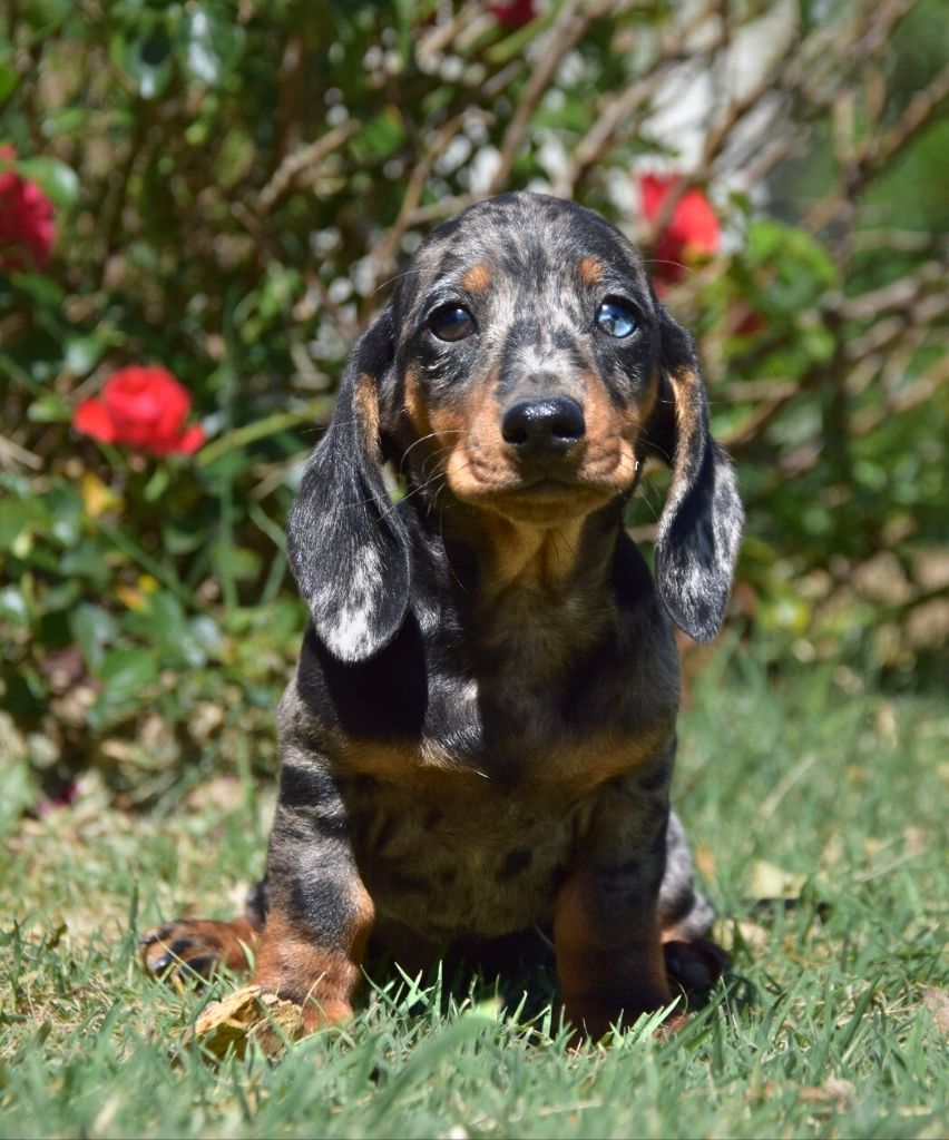 de Terre Indigo - Chiots disponibles - Teckel poil ras