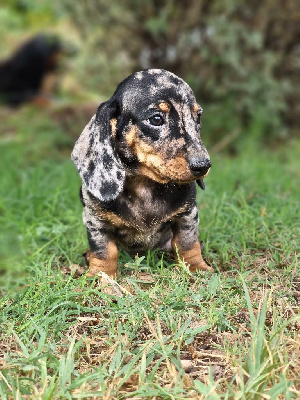 Ares
