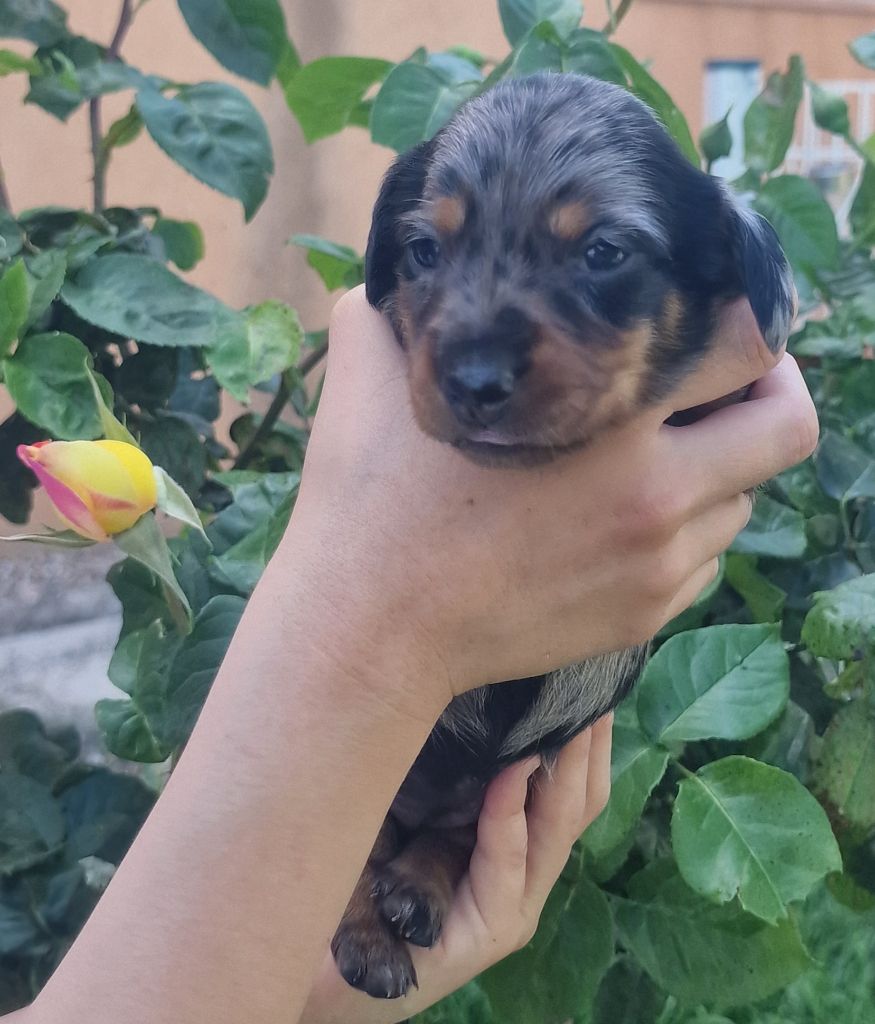de Terre Indigo - Chiots disponibles - Teckel poil ras