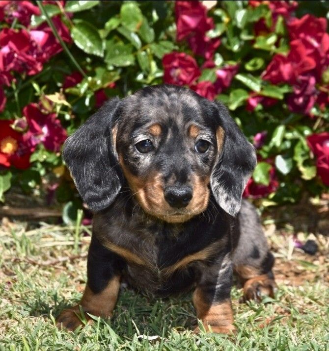 de Terre Indigo - Chiots disponibles - Teckel poil ras