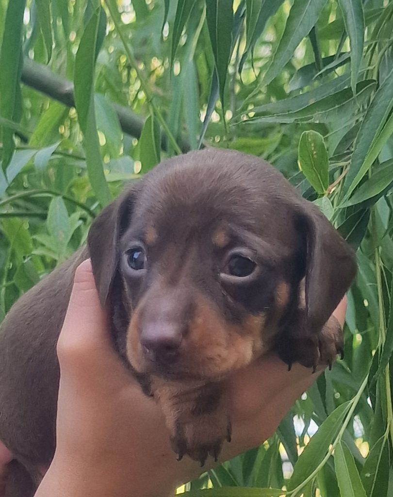 de Terre Indigo - Chiots disponibles - Teckel poil ras