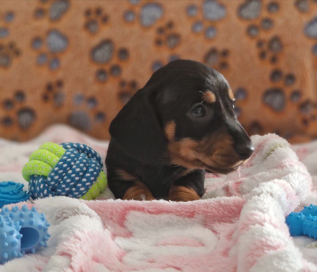 de Terre Indigo - Chiots disponibles - Teckel poil ras