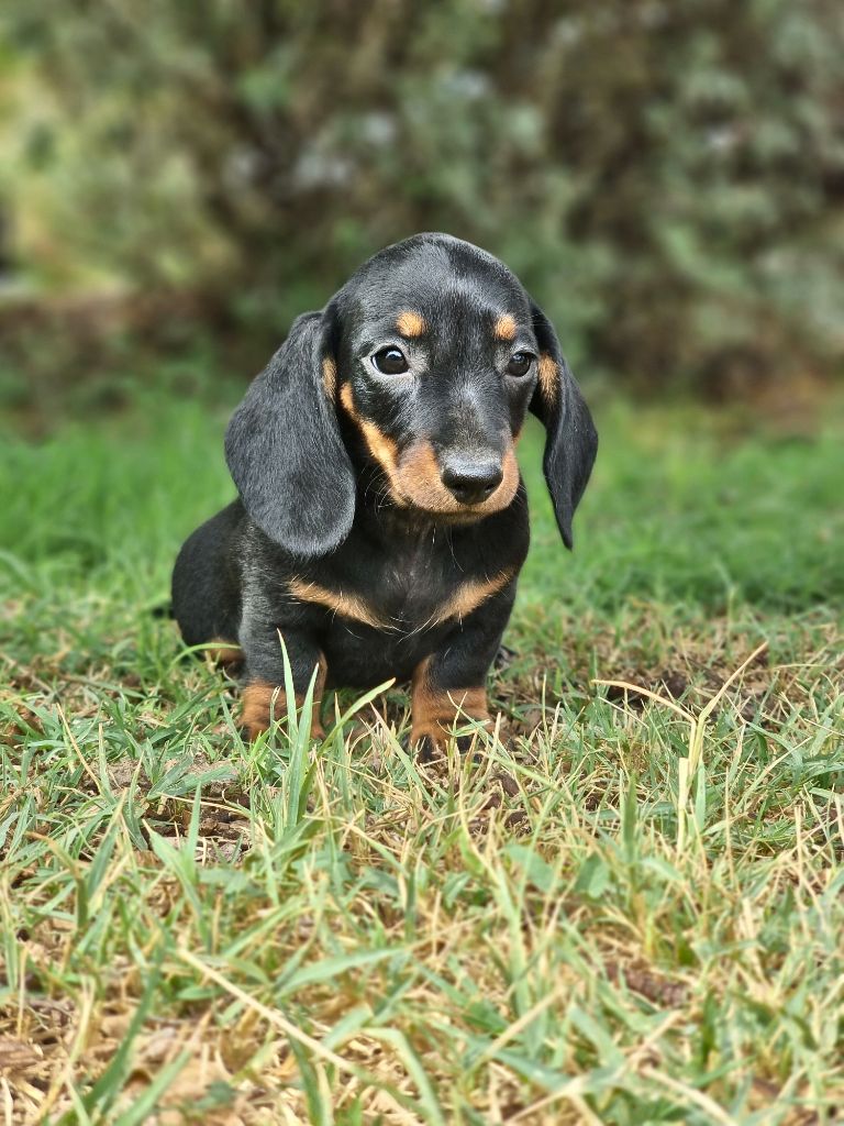 de Terre Indigo - Chiots disponibles - Teckel poil ras