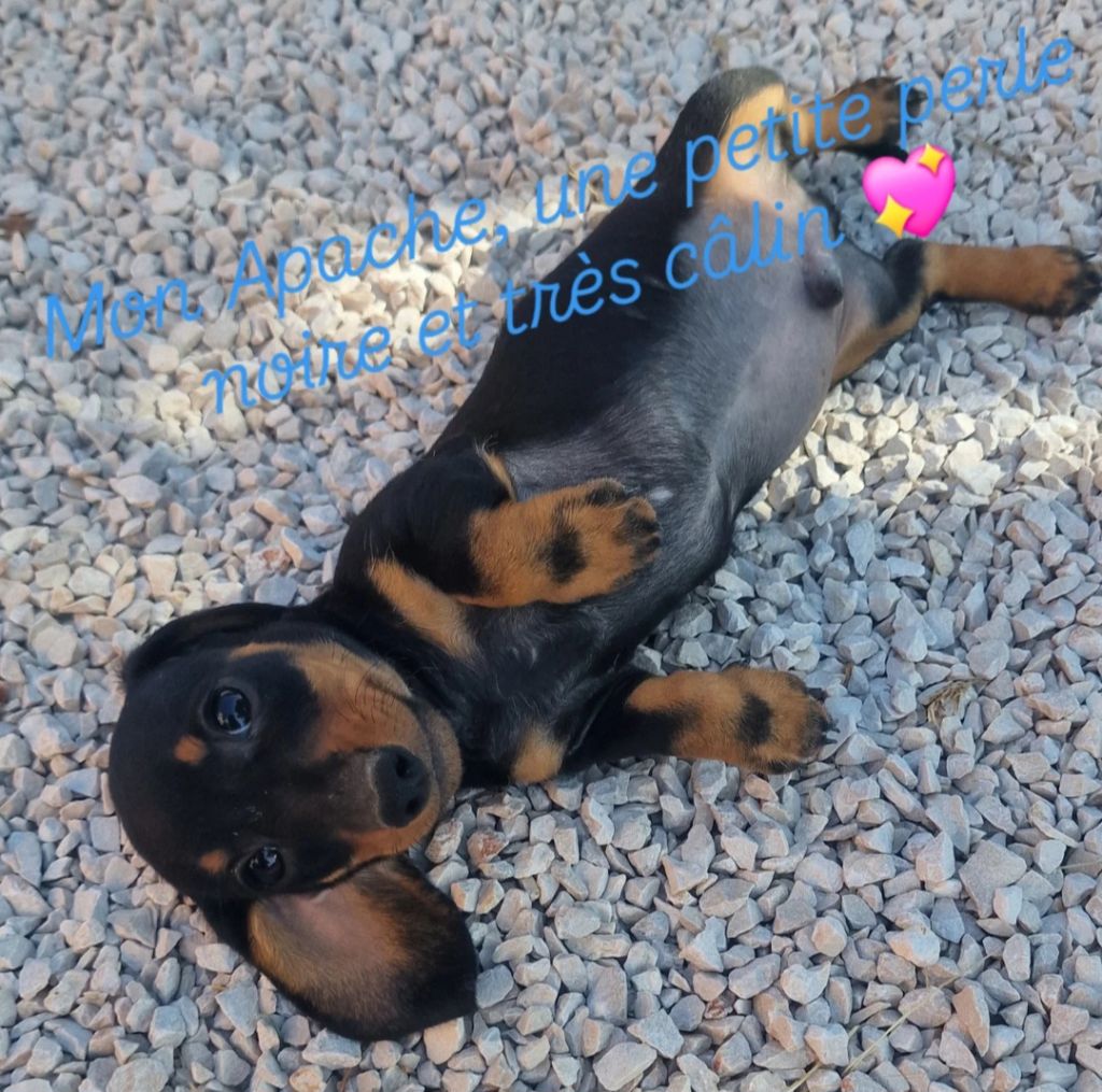 de Terre Indigo - Chiots disponibles - Teckel poil ras