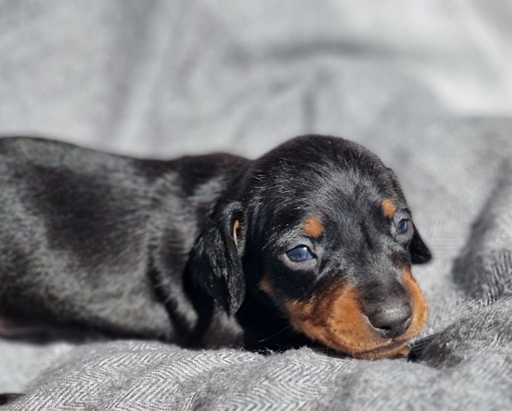 de Terre Indigo - Chiots disponibles - Teckel poil ras