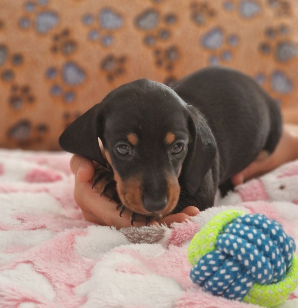de Terre Indigo - Chiots disponibles - Teckel poil ras